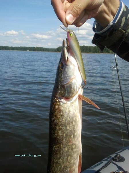 Потом он поставил воблер, ставший лучшим на этой рыбалке. С z-образной лопастью и заглублением около 2.8 метров...