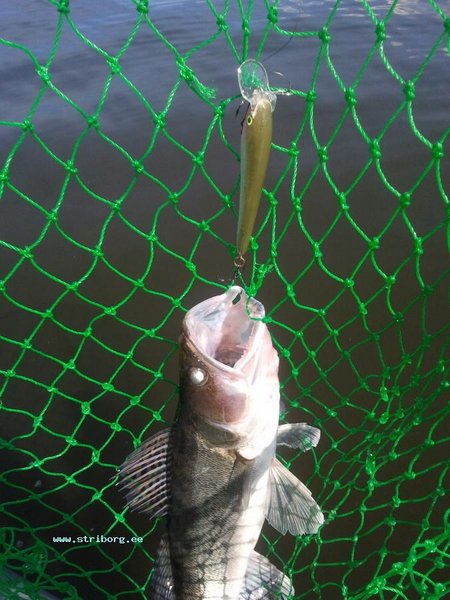 Через 50 метров после крайней щуки был судак - 800 грамм. Оч красивой расцветки.