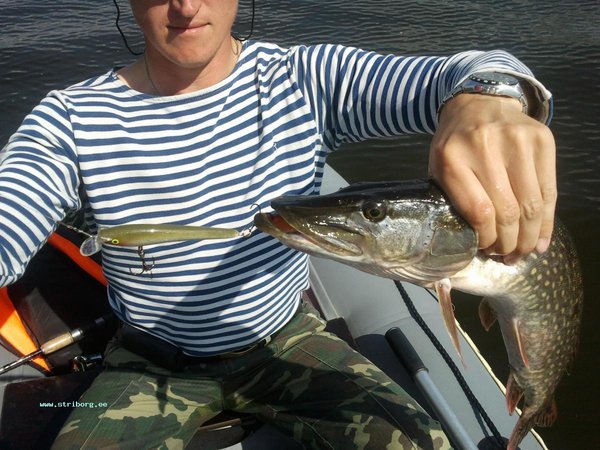 А мы же направлялись опять в шкеры - побросать... Не успели зайти - поклёвка - самая крупная рыба этой рыбалки - 1.5 кг