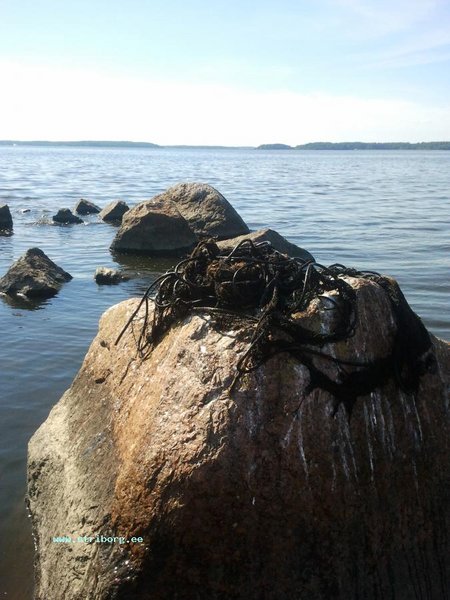 А потом была сеть, но перед сетью, на том же месте, где взяла щука на 1.5 кг, на тот же воб - схватил щупак на пол кило... Сеть старая, грязная и тяжёлая. Вместо тросов у неё кабеля. Положили её сушиться на самый большой камень.... До берега везти не хватило сил! Кстати после этой сети наша рыбалка закончилась!!!
