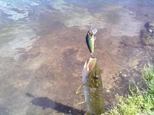 20110724359 (800 x 600).jpg