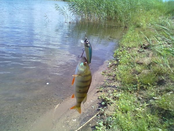 20110724369 (800 x 600).jpg