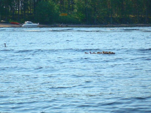 DSC02935.JPG (185.77 КБ) 11210 просмотров Местная живность плодится и растет.