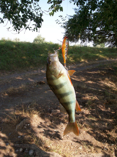 Первым поставил рыжего, и поймал подряд трех окуней.