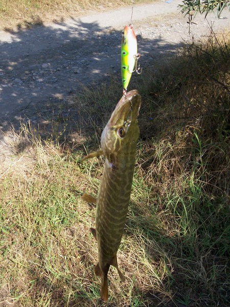 Потом зеленого, кстати он получился самый резвый