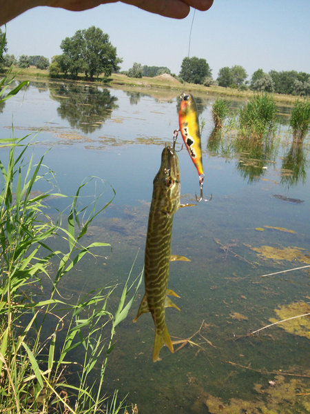 потом красного, самого большого, и на него клюнуло нечто.