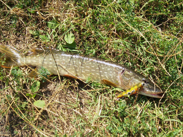 Потом на красного клюнуло нечто покрупнее