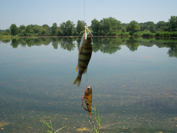 потом мелкий окунь начал толпой кидаться на поводок перед приманкой, и мне в голову пришла мысль, а что если на поводок прицепить мушку. Вообщем окуньки стали цепляться один за одним.