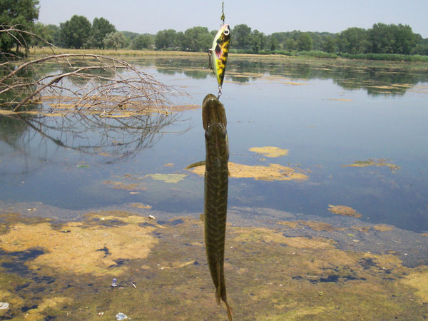 А эта дама, четыре раза (безрезультатно) атаковала красный уокер, пока я не поставил более натуральный цвет.