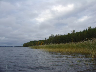 DSC01297.jpg (80.27 КБ) 10631 просмотр Пасмурно, ветер, собирается дождь. Вдоль тростника рыбы нет.