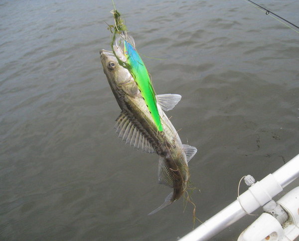 Схватил  воблер с травой идущий по поверхности!