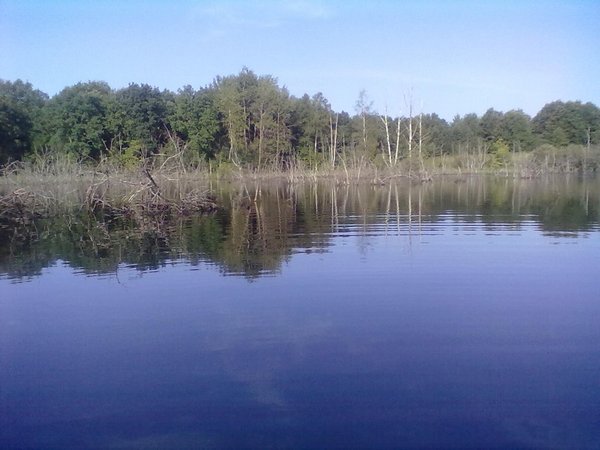 вот токие коряги вовсём водаёме