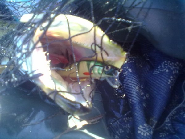 Глатали да ...