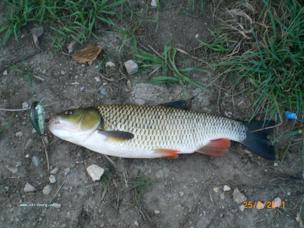 40 см, 700гр чистого мяска (без головы, потрохов итд)