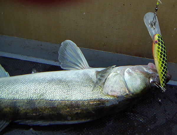 Больно бедалаге...