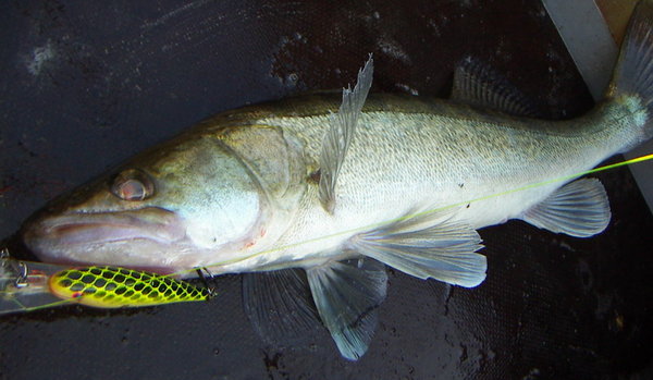 "лео"-8 см. с грузовой балансировкой под лопастью