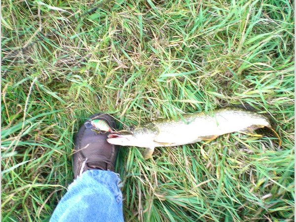 маленькое пятно на моем штиблете - это воб. большое, рядом с ногой - щук... что-то я неудачно щелкнул.