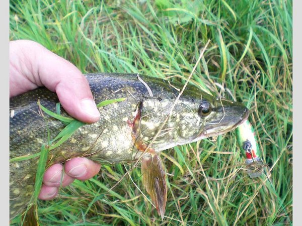 тут виднее, но лишь бОшка