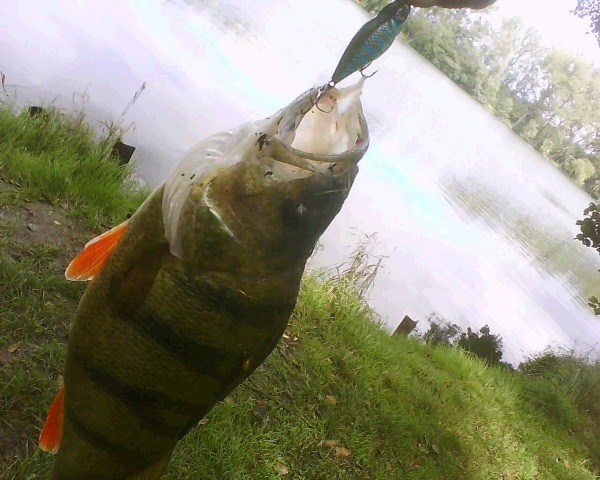 Foto (600 x 480).jpg