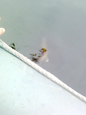 поплыла милая...