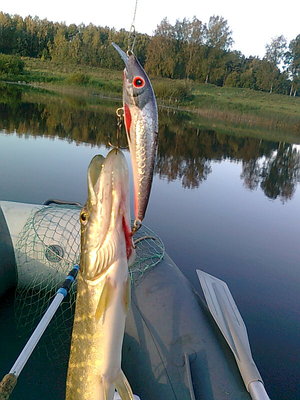Сегодня в фаворе , как и вчера такие воблерки
