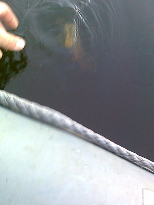 ой ... котлека поплыла...