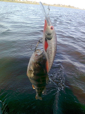 вот интересно, кто кого схавал?