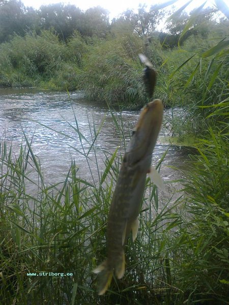 а ждал голавля попалось два слова щука