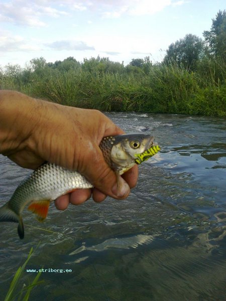 попался всёже на осу