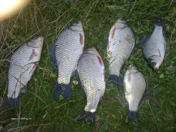 А это просто отдыхал с друзьями на пруду пойманы на снасть "на дальний заброс" наживка червячок.