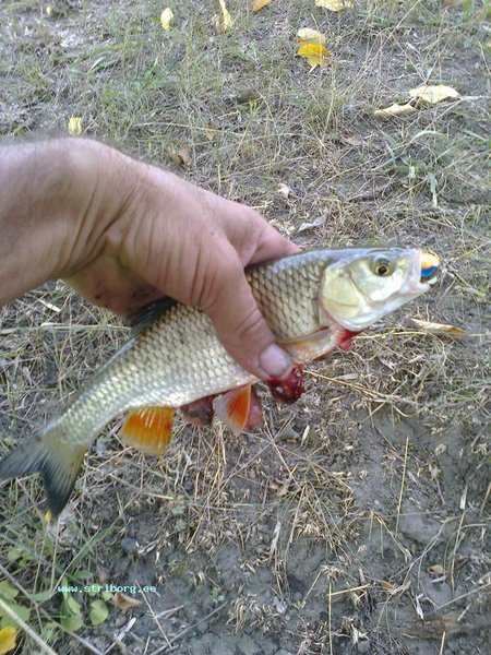 еше один голавлик. Вся рып был отпущен в родную стихию, карасегов скушали...
