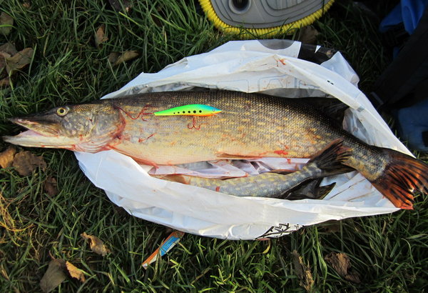 ЛБ8.jpg (282.51 КБ) 1565 просмотров У друга сработал мой воблер с кислотной расцветкой. С виду счук на трёху.