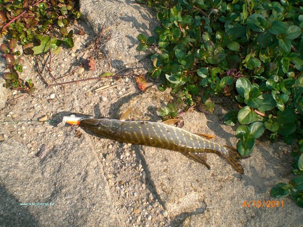 ЗвЭр, ХыШнИк