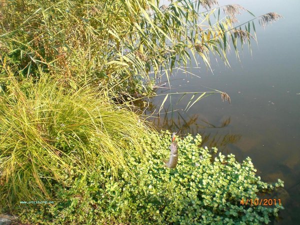 15-20 см, я его отправил расти