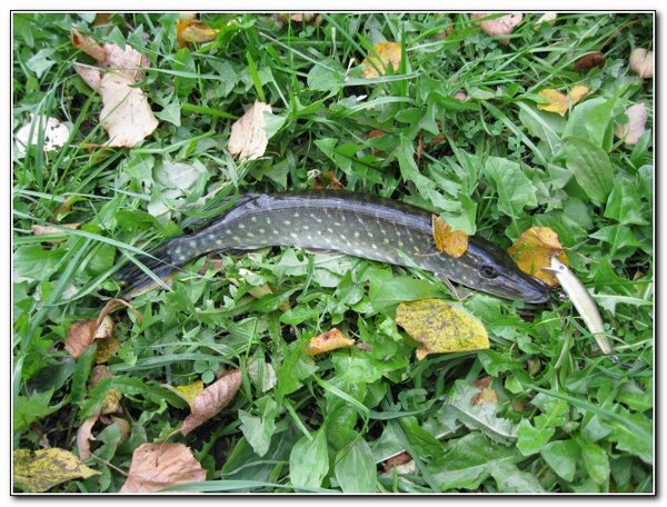 Для масштаба: воблер 80 мм