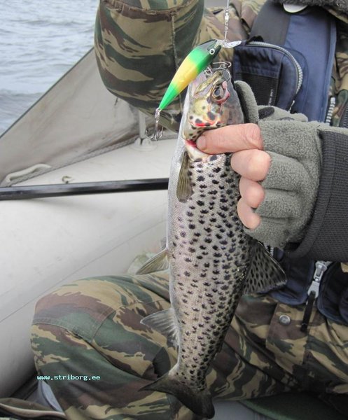 Кумжа, пойманная с 15 метров. Воблер погиб смертью храбрых во вражьей сетке.