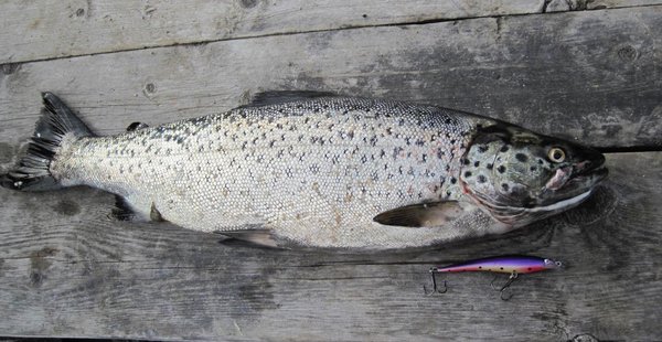 кумжа, воблер 95мм, самый крупный экземпляр - 2кг с копейками