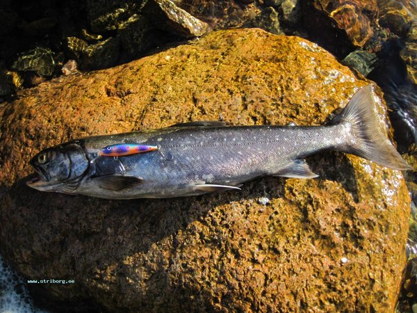 этот вобик 65мм 2 дня откатал один из рыбаков, ничего не поймал, у меня заработал сразу практически во всех горизонтах.