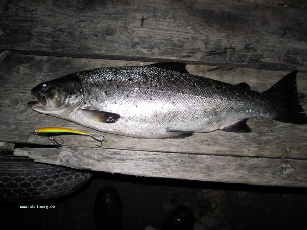 кумжа пойманная после заката солнца, темнеет там рано и быстро.