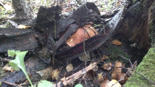 03092011441.jpg (163.07 КБ) 2908 просмотров Замаскировались