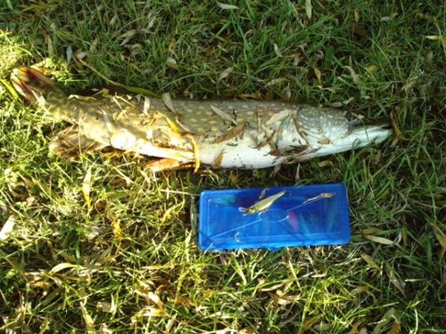 P201011_16.300001 (600 x 450).jpg