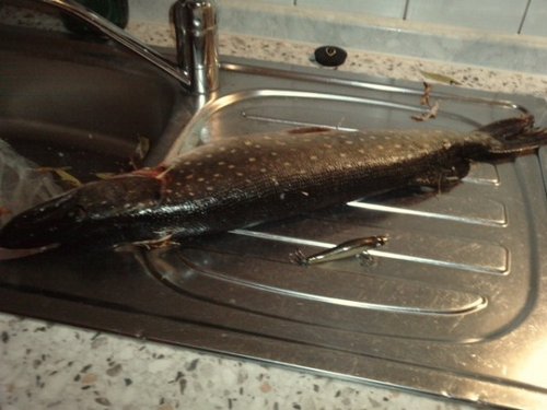 P251011_19.280002 (600 x 450).jpg