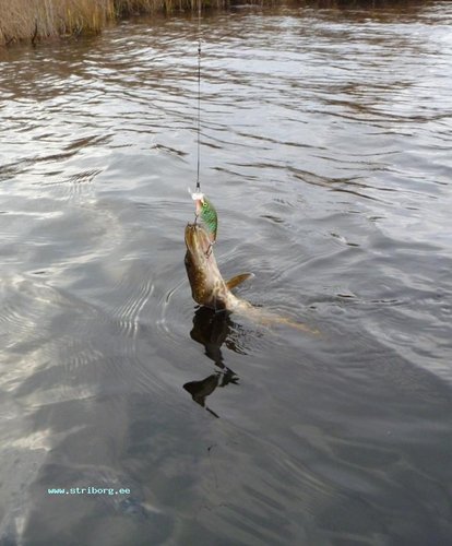 Окунь и щучка.