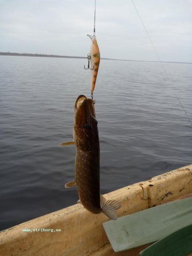 Этот воб знает, что такое щука! хорош в торфяной воде!