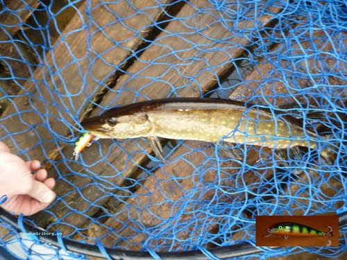 А этот воблер - из осины чинился два раза, пока не приобрёл окончательный вид. Теперь ловит.