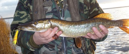 С красными полосками - разловил, оч понравился!