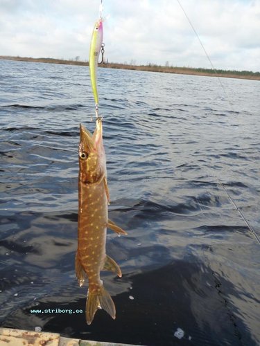 Разловил!!! Делаю такие из остатков или обрезков - теперь знаю, что ловят!