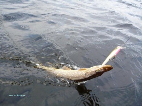 Правда собирал только до килограмма щупачков.