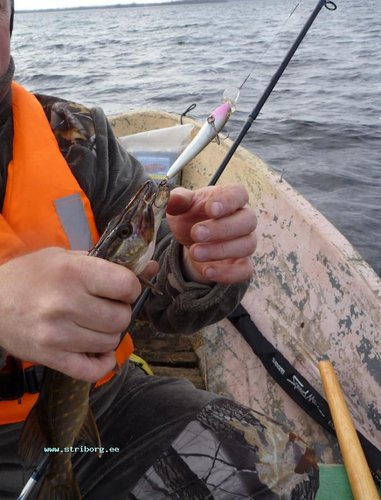 А этот шкет клюнул на глубине 5.5 метров...