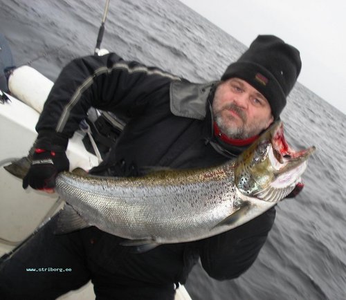 Лосось, 8450гр.